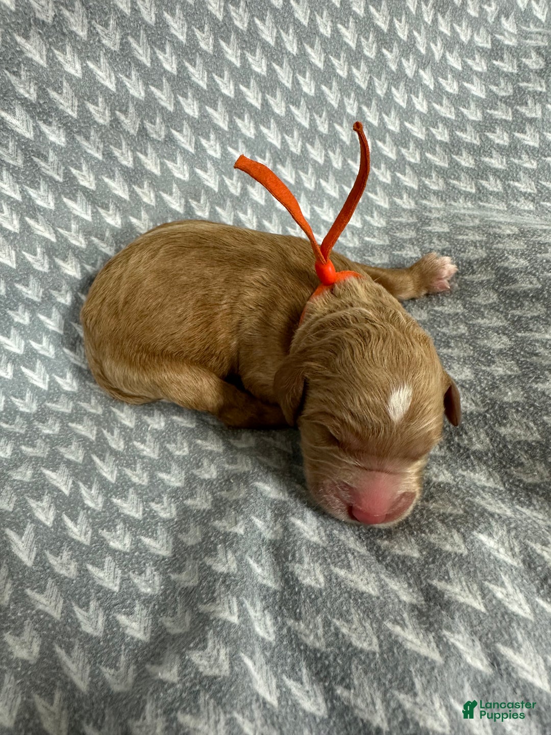 Goldendoodle dogs for sale: Orange - Ad 2