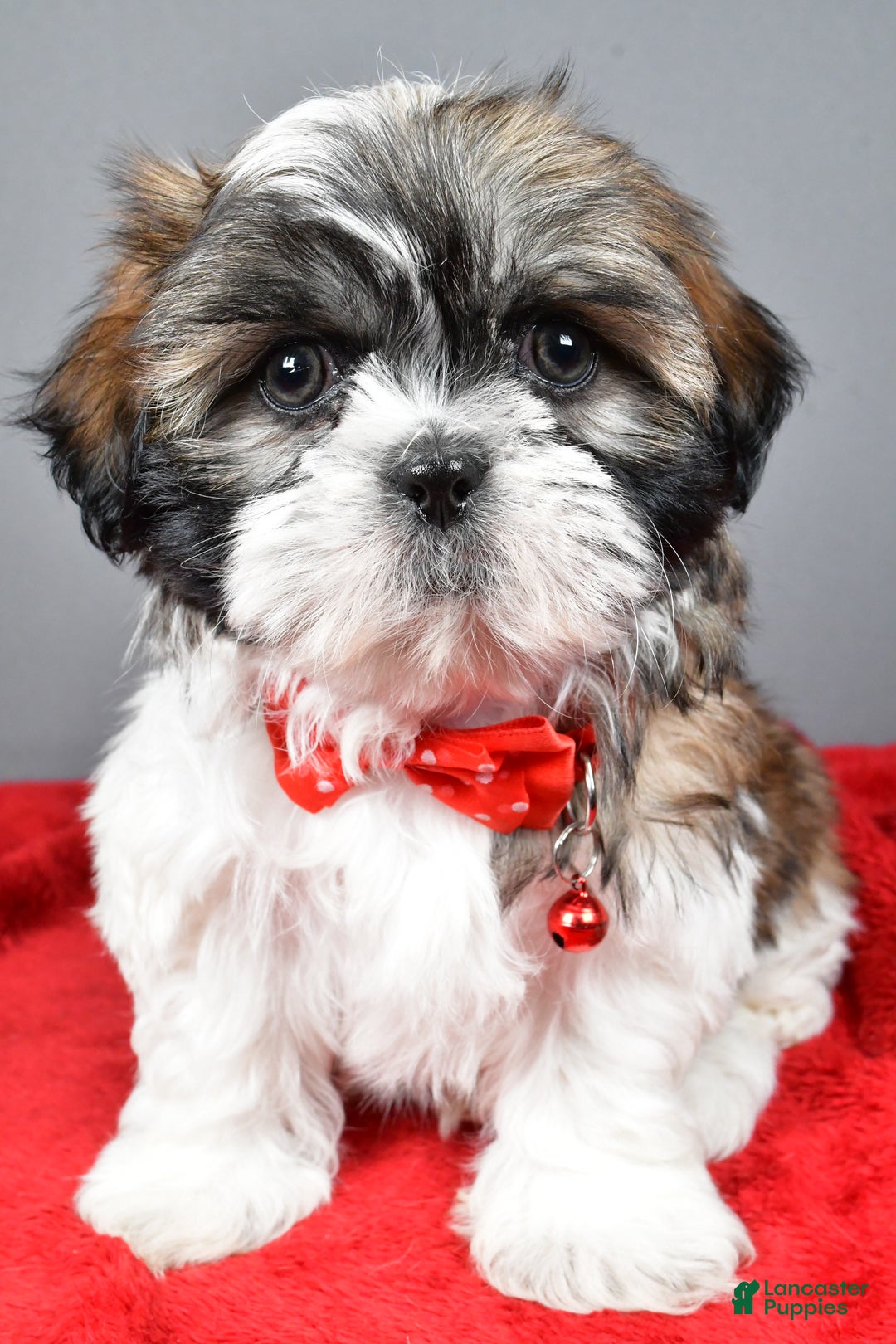 Shih Tzu dogs for sale: Bob - Ad 6