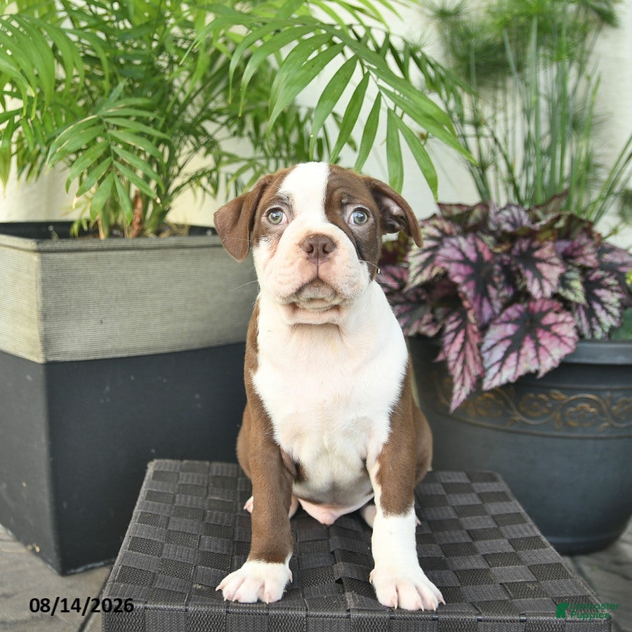 Boston Terrier dogs Ryder  - Ad 2