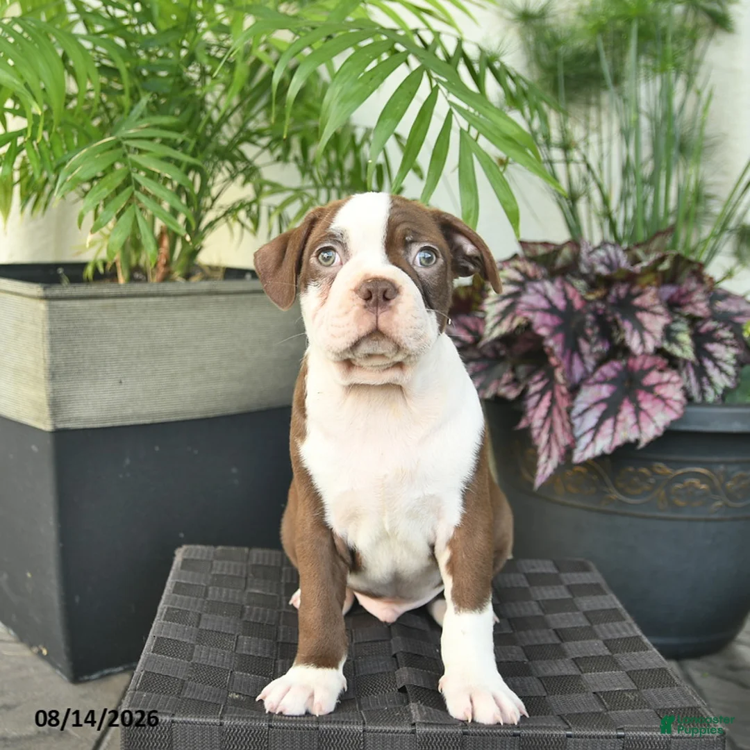 Boston Terrier dogs for sale: Ryder  - Ad 2
