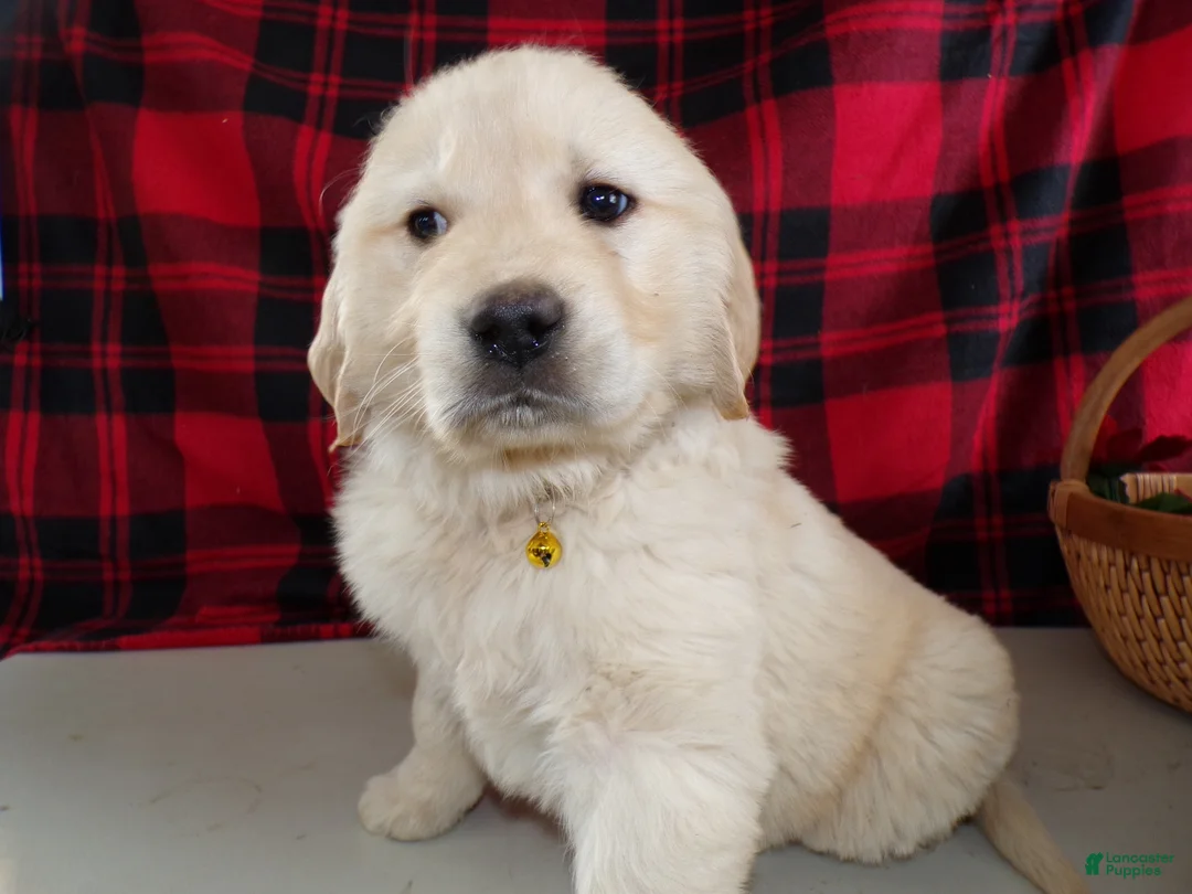 Golden Retriever dogs for sale: Golden Retriever Puppy 2 Tucker - Ad 1