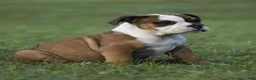 English Bulldog dogs for sale: English Bulldog 1 - Ad 4