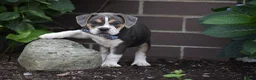 Beabull dogs for sale: Everett - Ad 6