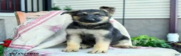 German Shepherd dogs for sale: Athena - Ad 5