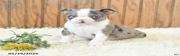 Boston Terrier dogs for sale: Master - Ad 2