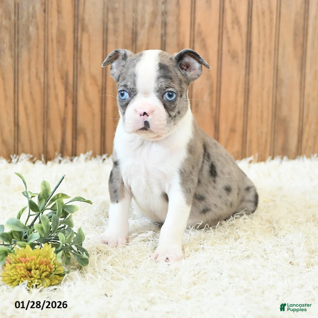 Boston Terrier dogs for sale: Master - Ad 2