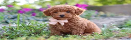 Miniature Poodle dogs for sale: Jane - Ad 5