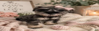 Miniature Schnauzer 6