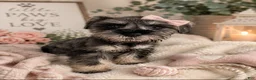 Miniature Schnauzer dogs for sale: Miniature Schnauzer 6 - Ad 1
