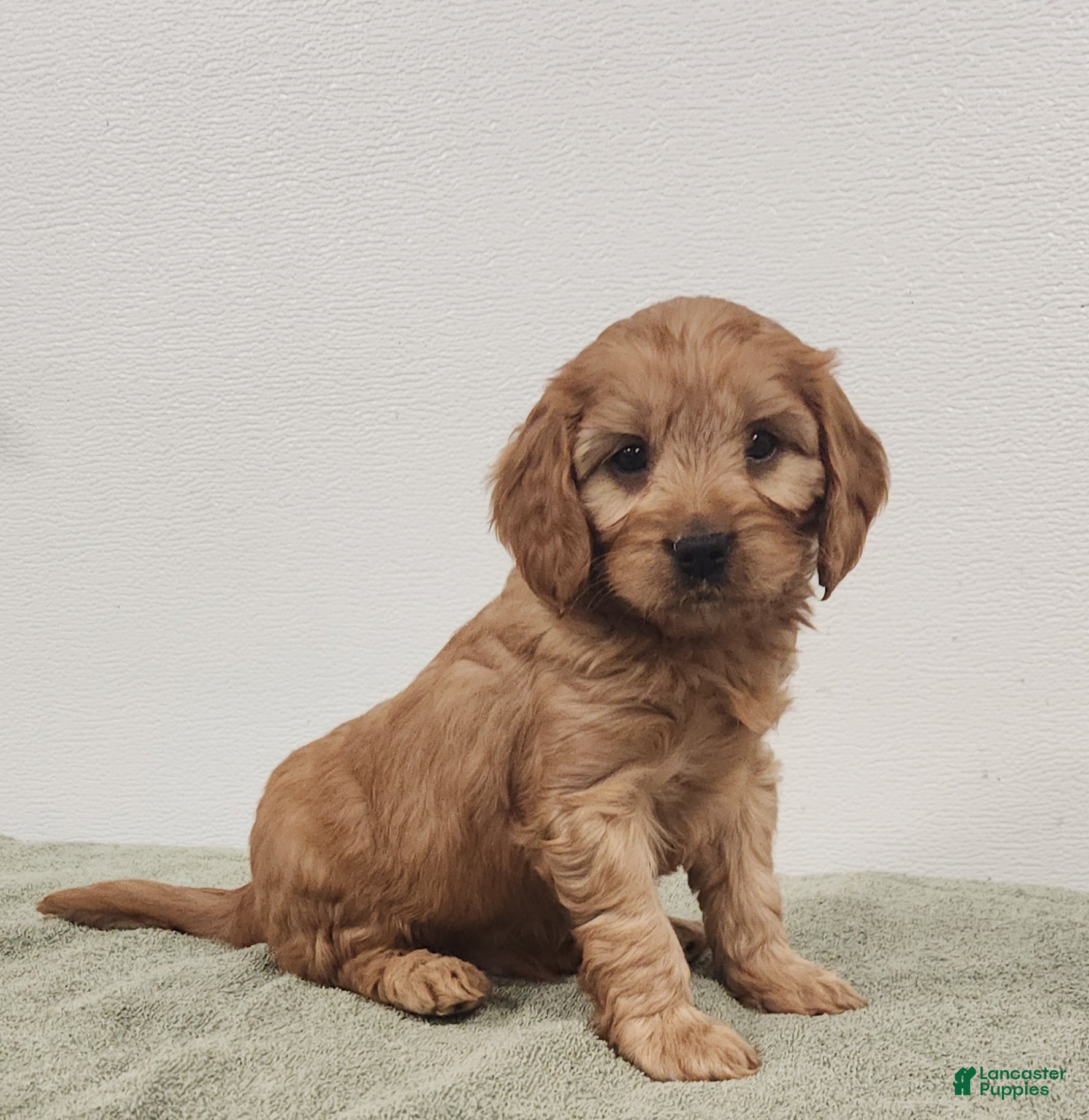 Cavapoo dogs Romeo  - Ad 1