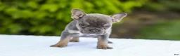 French Bulldog dogs for sale: Jana - Ad 4
