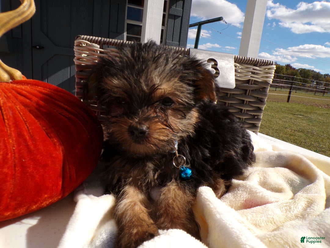 Yorkshire Terrier dogs for sale: Yorkshire Terrier Puppy 3 Scooby - Ad 3