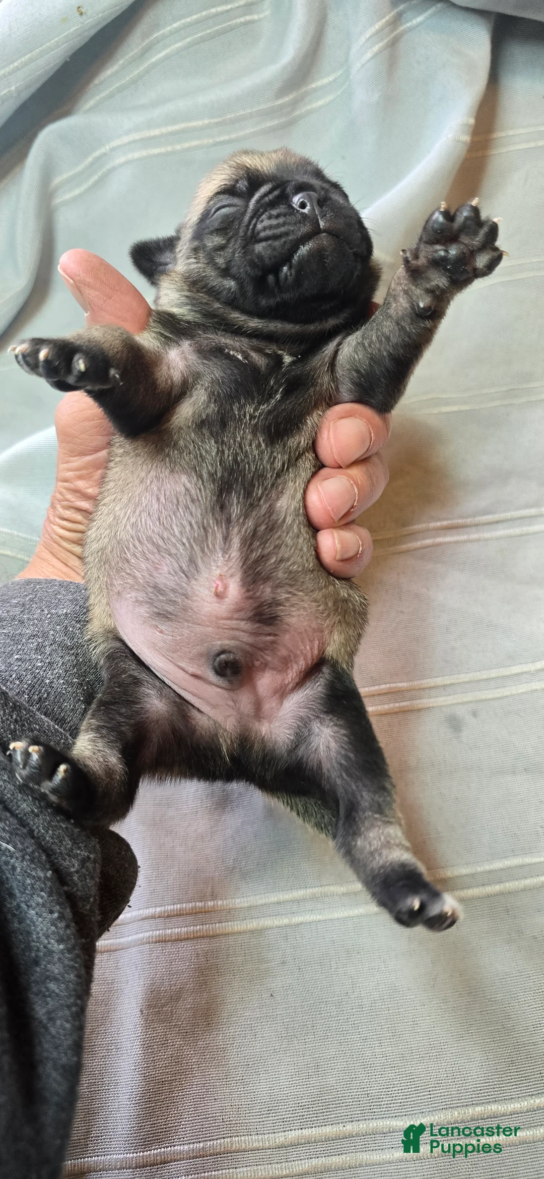 Pug dogs for sale: Moe - Ad 2