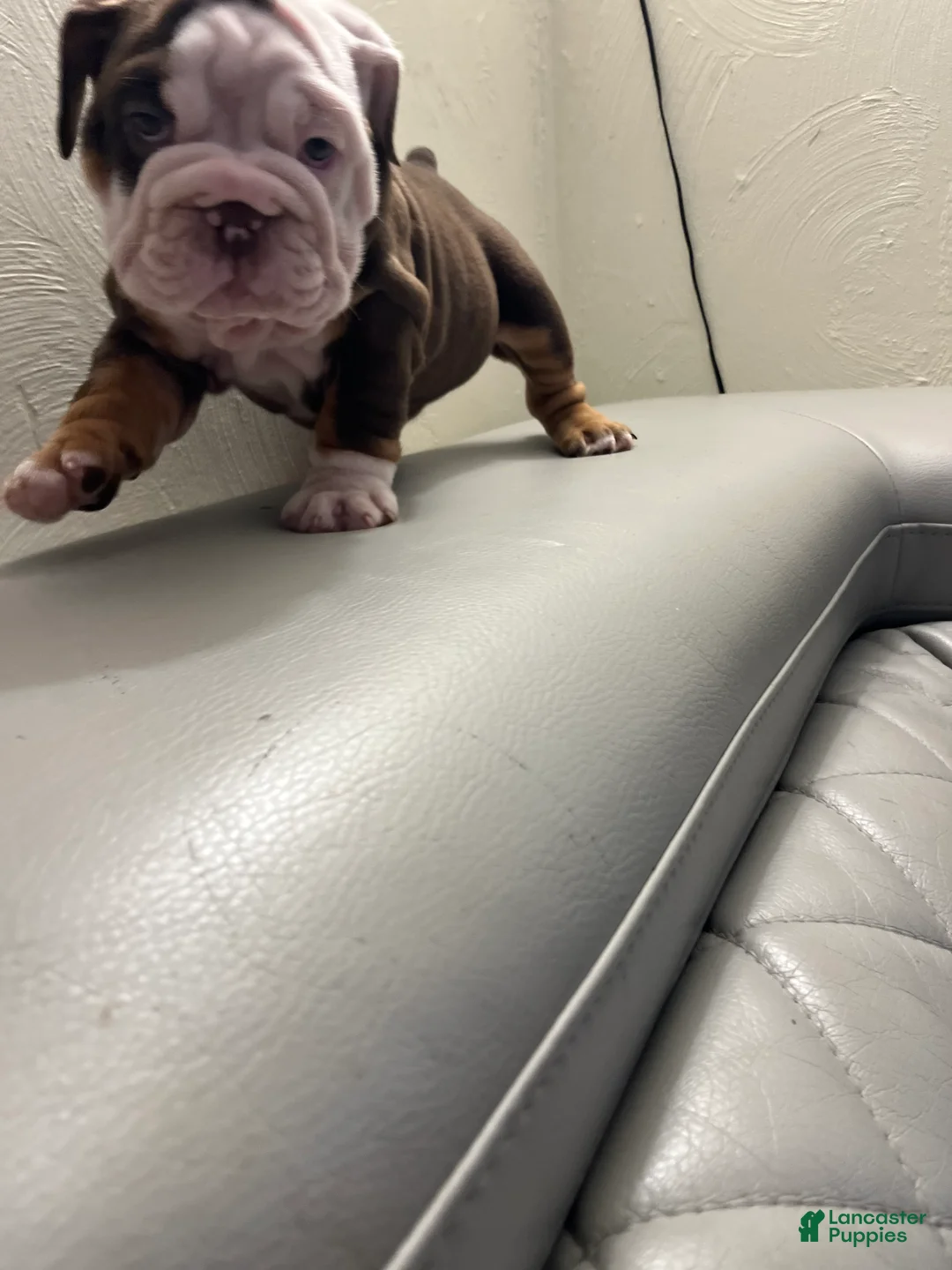 English Bulldog dogs for sale: English Bulldog Puppy 2 - Ad 4