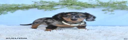 Miniature Dachshund dogs for sale: Rachel - Ad 2