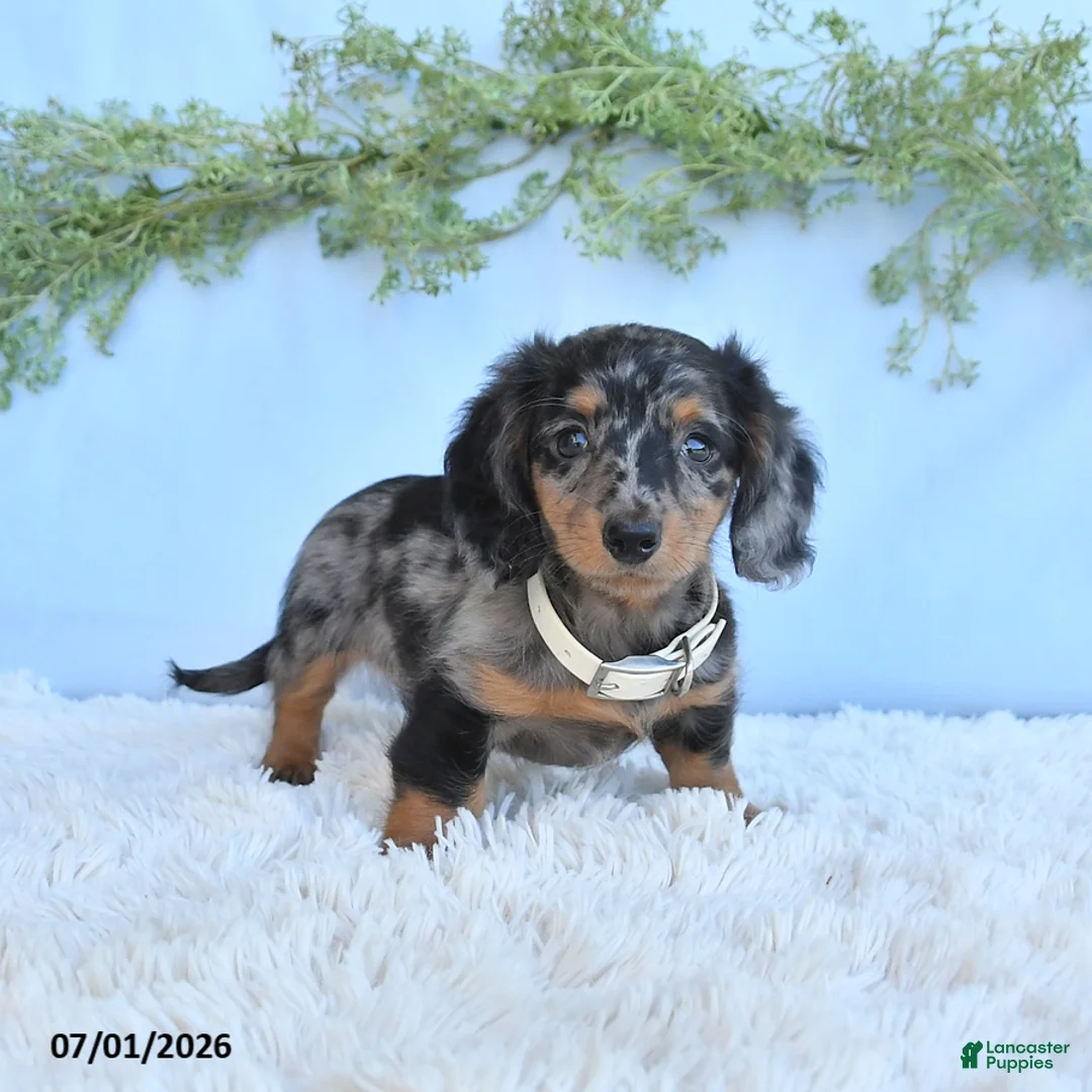 Miniature Dachshund dogs for sale: Rachel - Ad 2
