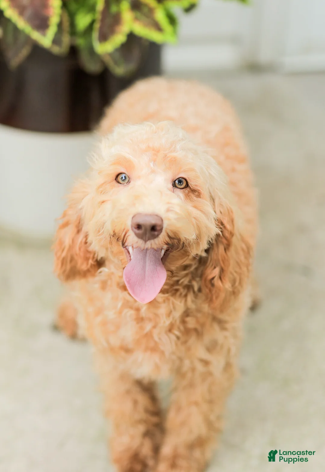 Goldendoodle dogs for sale: Melody - Ad 2