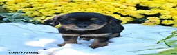 Mixed Breed dogs for sale: Cooper - Ad 3