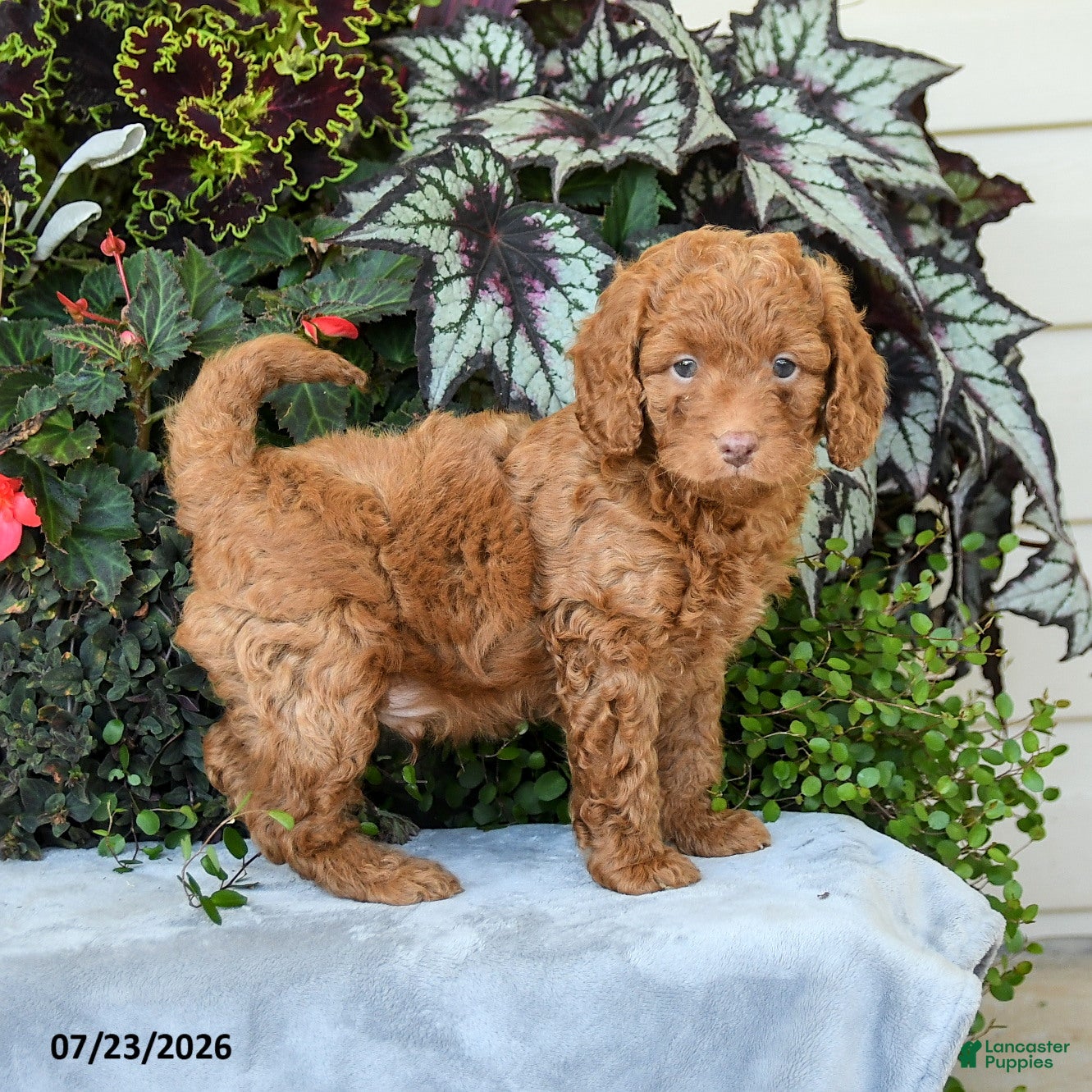 Cavapoo dogs for sale: Zach - Ad 1