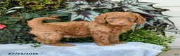 Cavapoo dogs for sale: Zach - Ad 1