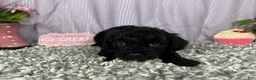 Miniature Poodle dogs for sale: Miniature Poodle 2 - Ad 5