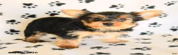 Yorkshire Terrier dogs for sale: Nora - Ad 5