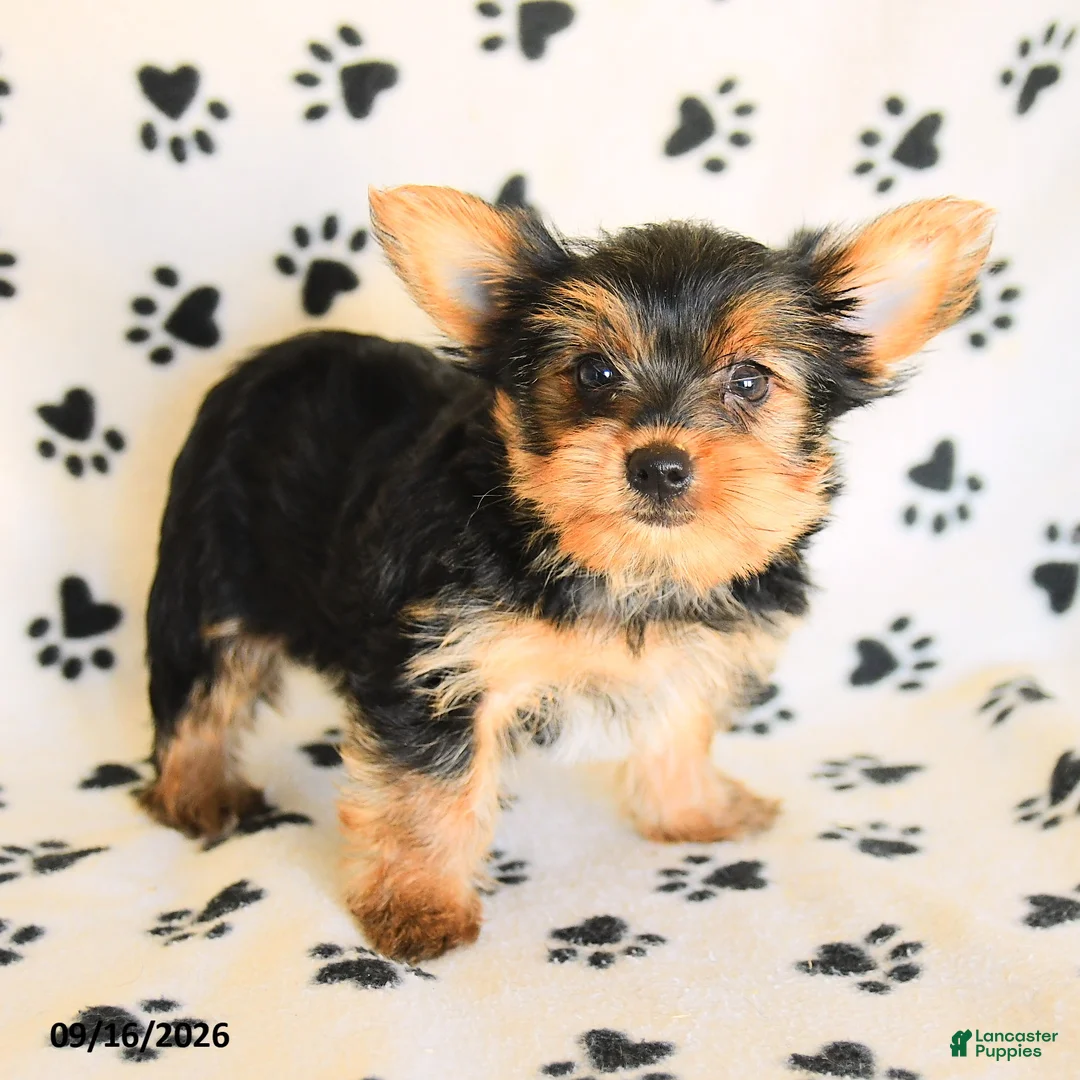 Yorkshire Terrier dogs for sale: Nora - Ad 5