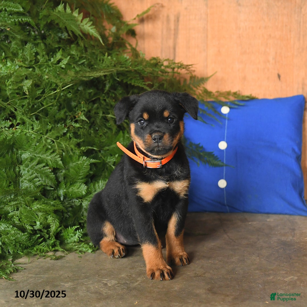 Rottweiler Puppies for sale in Pennsylvania Lancaster Puppies - Main Image