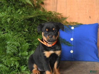 Rottweiler dogs - Ad 25