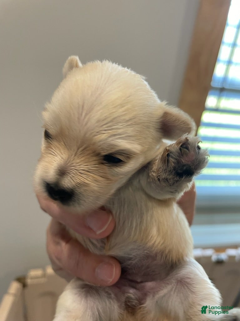 Yorkshire Terrier dogs for sale: Girl 2 - Ad 3