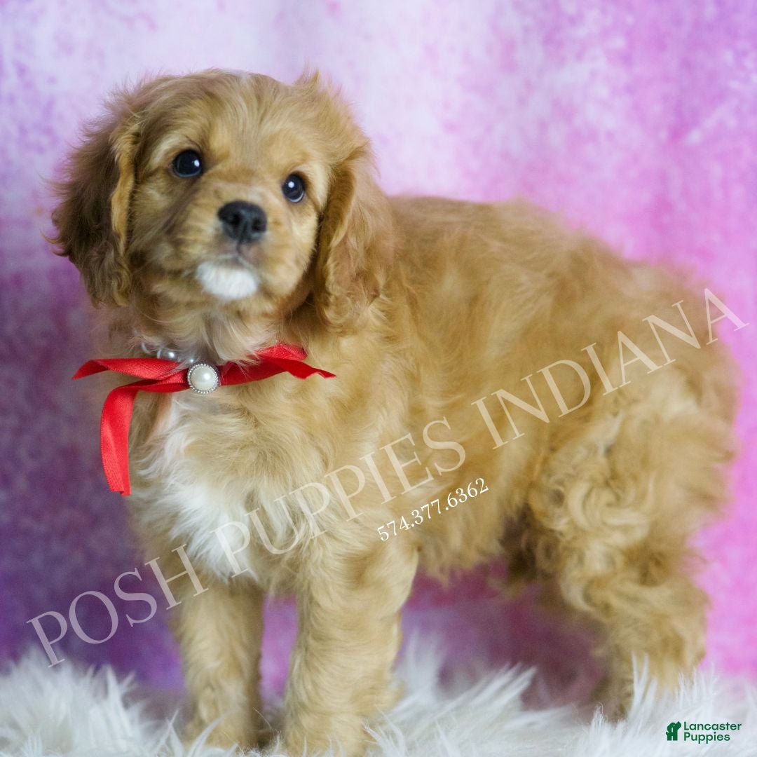 Cavapoo dogs for sale: Dougie - Ad 3