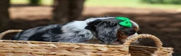 Cocker Spaniel dogs for sale: Jaxon 🐶💙 - Ad 17