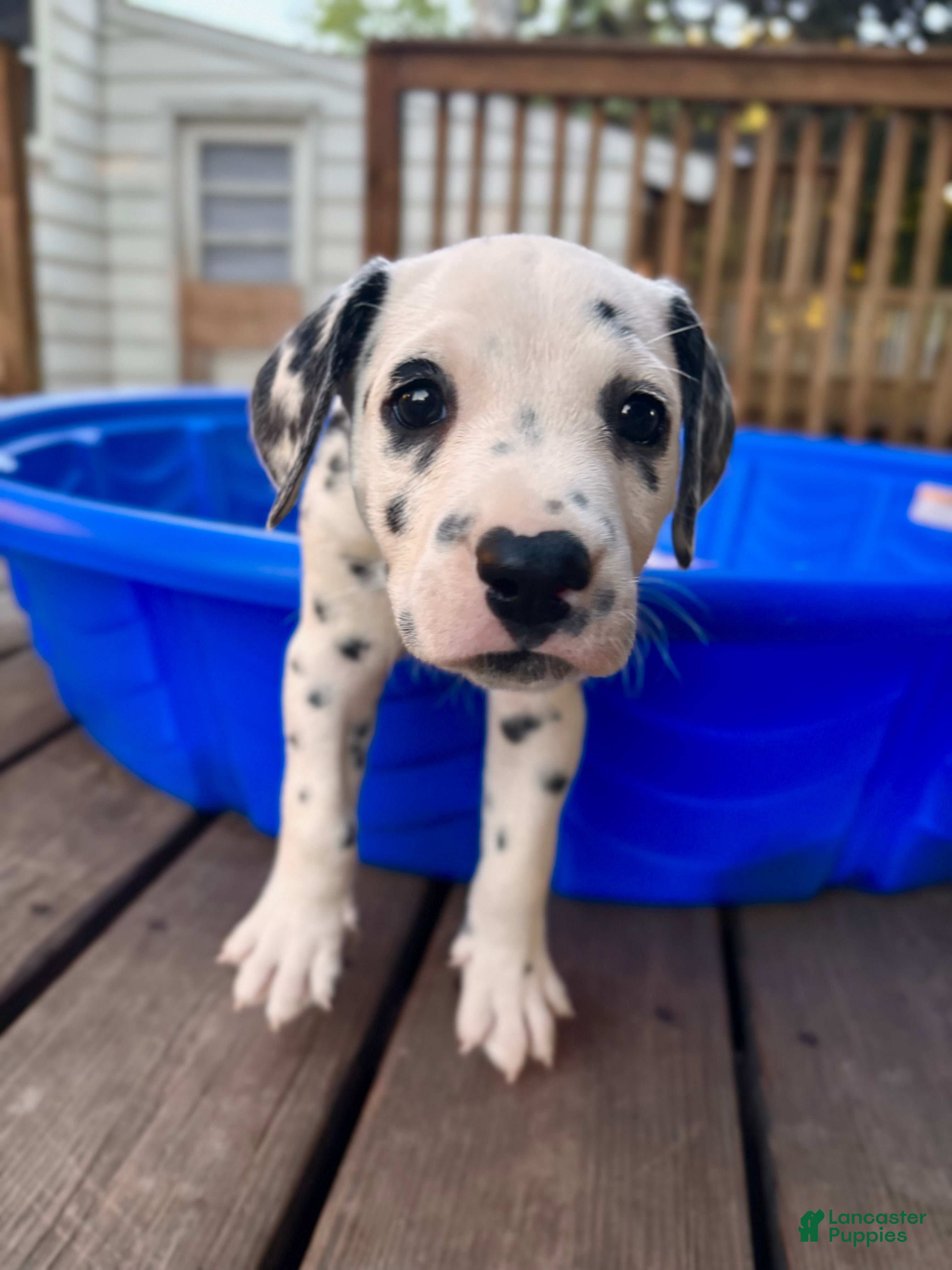 Dalmatian dogs Dalmatian 1 - Ad 12
