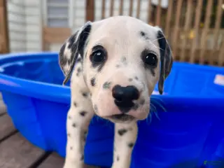 Dalmatian dogs Dalmatian 1 - Ad 3