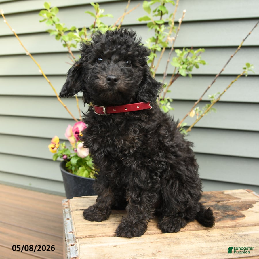 Shihpoo dogs Ruby - Ad 2