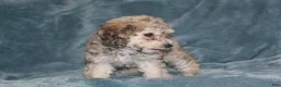 Miniature Poodle dogs for sale: Sadie - Ad 5