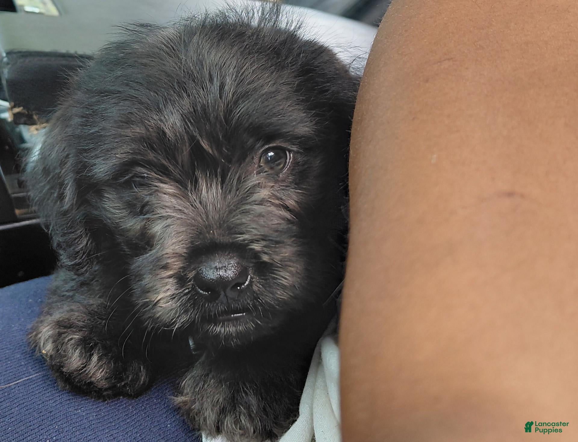 Shih Tzu dogs Shih Tzu 1 - Ad 3