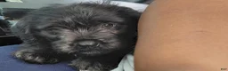 Shih Tzu dogs for sale: Shih Tzu 1 - Ad 1