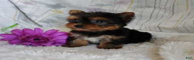 Tinkerbell