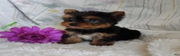 Yorkshire Terrier dogs for sale: Tinkerbell - Ad 1