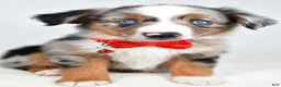 Miniature Australian Shepherd dogs for sale: Marshall - Ad 6