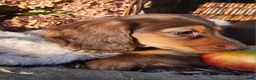 Miniature Dachshund dogs for sale: Dolly - Ad 27
