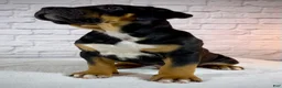 American Bully dogs for sale: XL American Bully Puppy Male - Ad 12