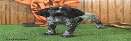 German Shorthaired Pointer dogs for sale: Cassie   - Ad 1