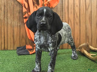 German Shorthaired Pointer dogs Cassie - Ad 2