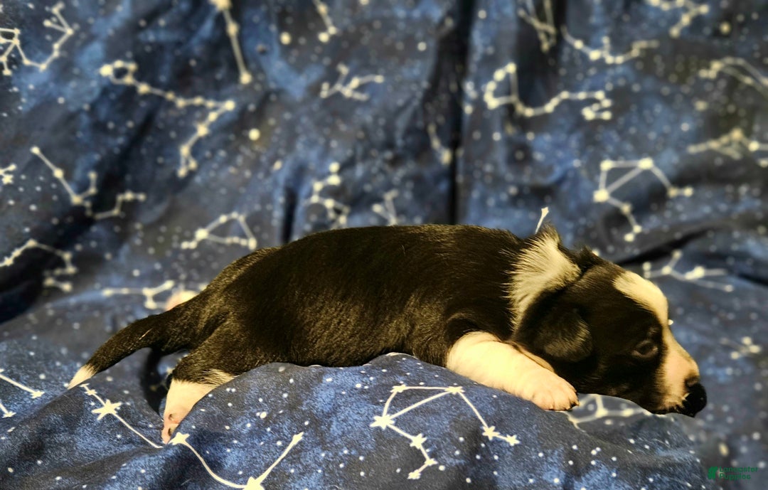 Border Collie dogs for sale: Joy (Call-Text) - Ad 4