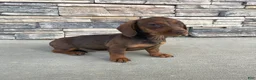 Miniature Dachshund dogs for sale: Davy - Ad 14