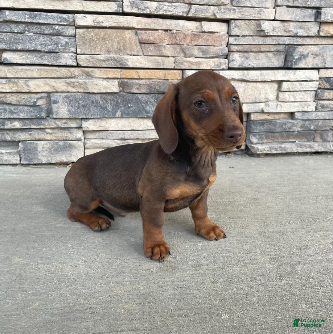 Miniature Dachshund dogs for sale: Davy - Ad 14