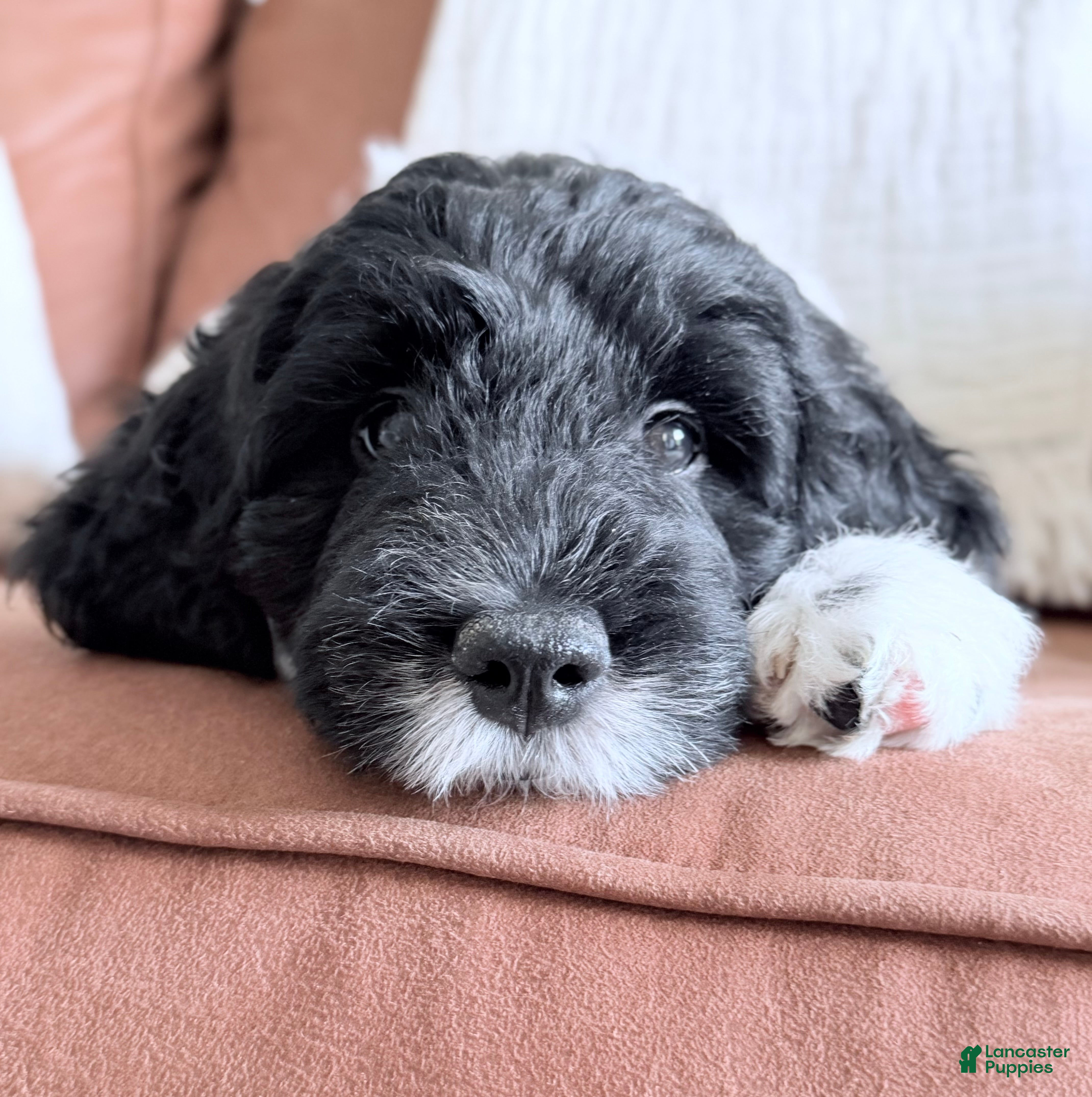 Goldendoodle dogs Binky - Ad 1