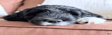 Binky
